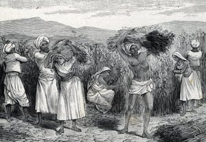 Ernte von gewöhnlichem Smilax oder Sarsaparille oder rauem Winden in Peru (Gravur) 1888 von French School