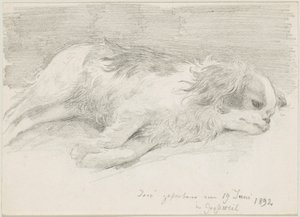 Hundestudien