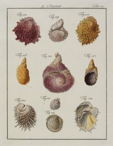 Muscheln: Chamae, Pinnae, aus Neues systematisches Conchylien-Cabinet, 1784 von Friedrich Heinrich Wilhelm Martini
