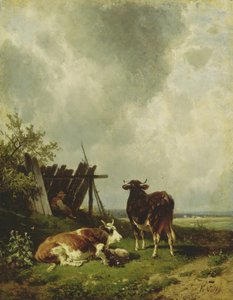 Die Kühe
