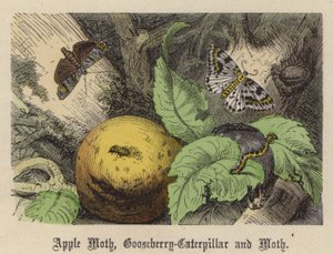 Apfelmotte, Stachelbeer-Raupe und Motte
