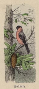 Gimpel (kolorierte Gravur)