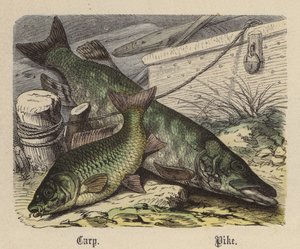 Karpfen, Hecht von Friedrich Specht