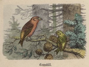 Kreuzschnabel