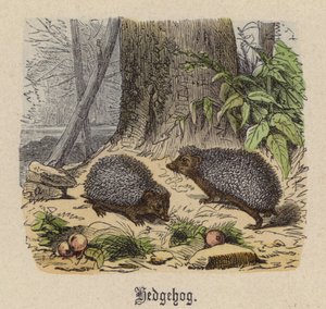 Igel