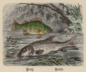 Barsch, Barbe von Friedrich Specht