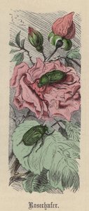 Rosenkäfer von Friedrich Specht
