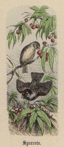 Spatz