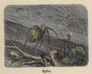 Spinne