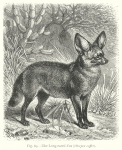 Der Langohrfuchs (Otocyon Caffer) von Friedrich Specht