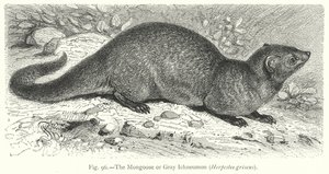 Der Mungo oder Graue Ichneumon (Herpestes Griseus) von Friedrich Specht