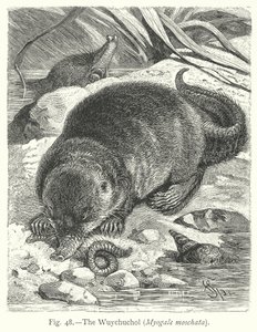 Der Wuychuchol (Myogale Moschata)