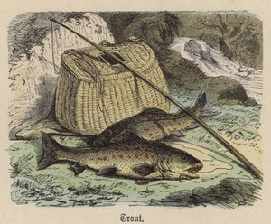 Forelle (kolorierte Gravur) von Friedrich Specht
