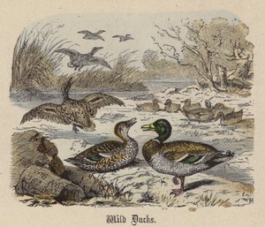 Wildenten von Friedrich Specht