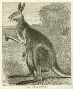 Känguru und Junges (Gravur) von Friedrich Wilhelm Keyl