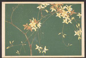 Shasei sôka môyô, Muster von Pflanzen und Blumen aus dem Leben