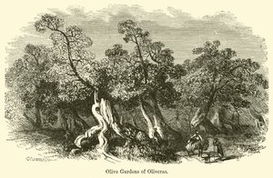 Olivenhaine von Oliveras