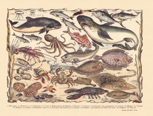 Seite 16: Quallen, Schweinswale, Heringe, Thunfische, Makrelen, Haie, Meeräschen, Oktopusse, Sardinen, Hummer, Tintenfische, Kabeljau, Steinbutt, Bartfische, Krabben, Einsiedlerkrebse, Austern, Jakobsmuscheln, Seesterne, Kacheln, Rochen, Seezungen, Hummer, von Gabriel Gostiaux