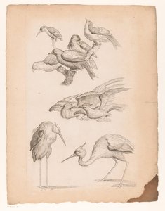 Neun chinesische Vögel, darunter Reiher und ein Eisvogel von Gabriel Huquier (attributed to)