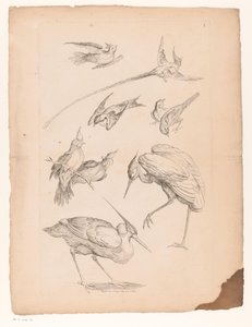 Neun chinesische Vögel, darunter ein Reiher und möglicherweise Paradiesvögel von Gabriel Huquier
