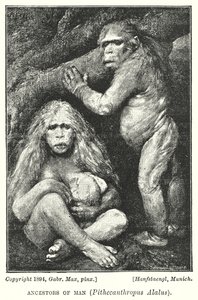 Vorfahren des Menschen, Pithecanthropus Alalus