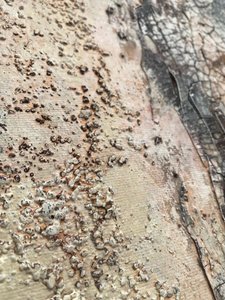 Verwitterte Organische Texturen von Gabriela Aleksandra Szuba