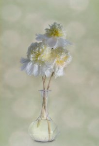 Elegante weiße Blüten von Gaille Gray