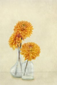 Weiche orange Dahlien von Gaille Gray