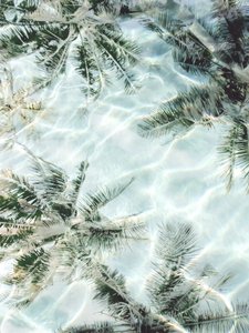Klare Wasser-Palmenspiegelungen