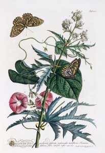 1. Abutilon, 2. Convolvulus, handkolorierter Stich