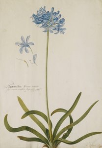 Agapanthus von Georg Dionysius Ehret