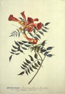 Bignonia americana, Aquarell von Georg Dionysius Ehret