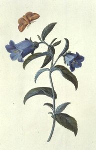 Glockenblume (Campanula) von Georg Dionysius Ehret