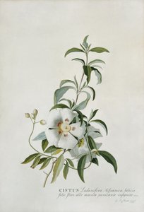Zistrose, 1747