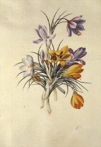 Krokus von Georg Dionysius Ehret