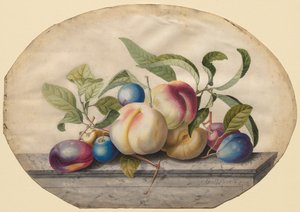 Obstarrangement: Pfirsiche und Pflaumen auf einer Marmorplatte, 1742 von Georg Dionysius Ehret