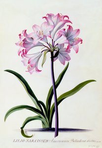 Lilio Narcissus, ca. 1744 handkolorierter Stich von "Georg Dionysius Ehret
