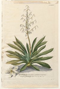 Plantae Selectae: Nr. 37 - Yucca von Georg Dionysius Ehret