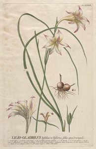 Plantae Selectae: Nr. 39 - Lilio-Gladiolus von Georg Dionysius Ehret