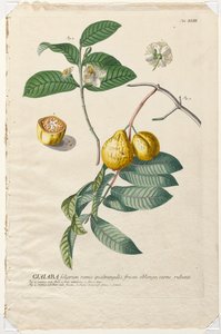 Plantae Selectae: Nr. 43 - Guaiaba von Georg Dionysius Ehret