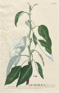 Plantae Selectae: Nr. 46 - Tacamahaca von Georg Dionysius Ehret