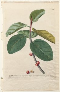 Plantae Selectae: Nr. 50 - Ficus von Georg Dionysius Ehret