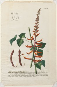 Plantae Selectae: Nr. 58 - Corallodendron von Georg Dionysius Ehret