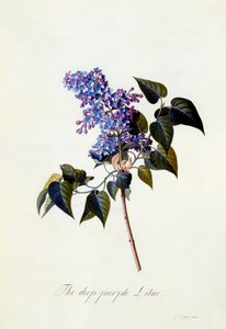 Die tiefpurpurne Flieder von "Georg Dionysius Ehret