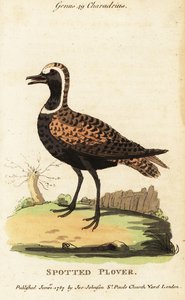 Amerikanischer Goldregenpfeifer oder Fleckenregenpfeifer, Pluvialis dominica von George (after) Edwards