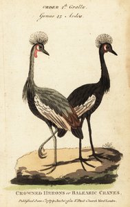 Schwarzkronenkranich, Balearica pavonina