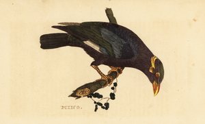 Halsbandmaina, Acridotheres albocinctus