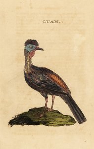 Hokko, Penelope purpurascens