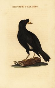 Haubenmaina, Acridotheres cristatellus