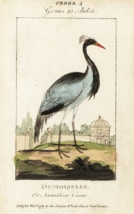 Jungfernkranich oder Numidischer Kranich, Grus virgo